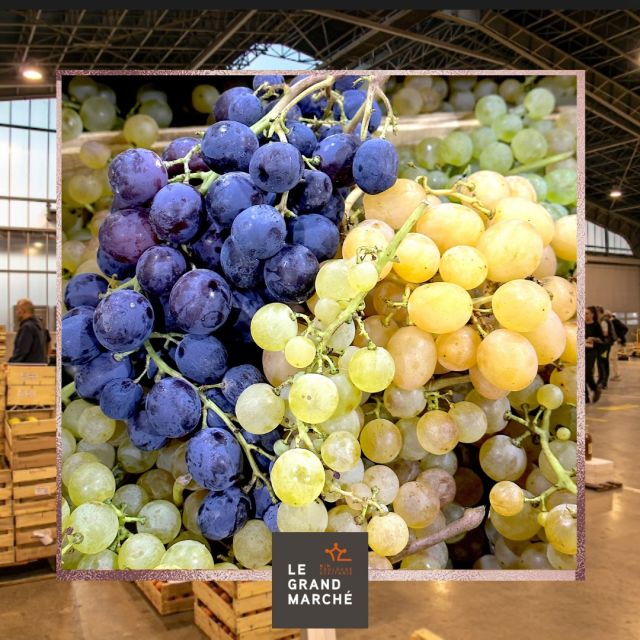 #mangerdesaison 
Le #raisin...
Noé aurait sauvé la #plante du déluge...
Bacchus l’aurait introduit dans l’Attique...
Les #légionnaires romains au fil des invasions auraient  implanté la #vigne dans tout le bassin méditerranéen...
Cependant on a retrouvé des empruntes fossiles de #feuilles de vigne en #Occitanie qui date de l’ère tertiaire (plusieurs millions d’années avant JC)!!
Le raisin ne gagnera les #tables qu'à partir de François 1er, avant, il servait uniquement à faire du #vin...

Pour le choisir... Une #grappe de raisin doit être propre et fraîche recouverte de sa "pruine", matière légèrement cireuse qui recouvre naturellement les grains. Cette pellicule blanche est un signe de grande #fraicheur;
La #rafle doit être solide, cassante, pas sèche ni trop foncée. Les #grains bien fermes, pas trop serrés (sinon ils moisissent vite), de grosseur égale, colorés uniformément. 

#fruit #fruitdesaison #raisindetable #min #toulouse #toulousemaville #bienmanger